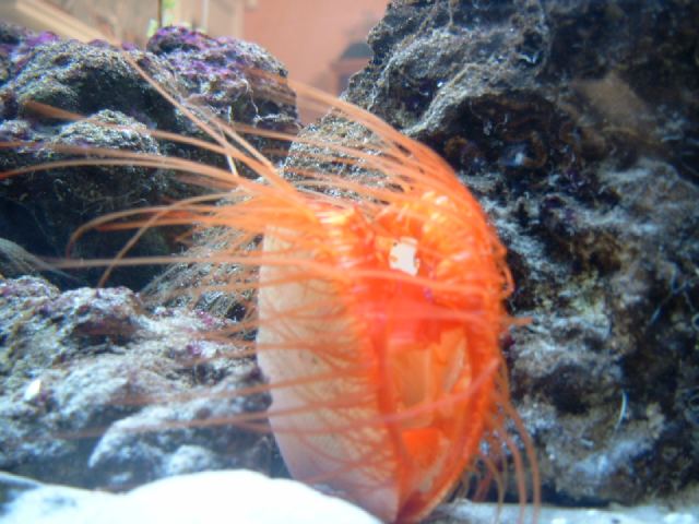 Flame Scallop