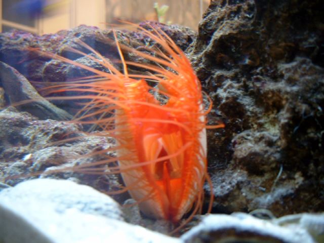 Flame Scallop