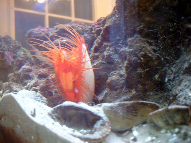 Flame Scallop